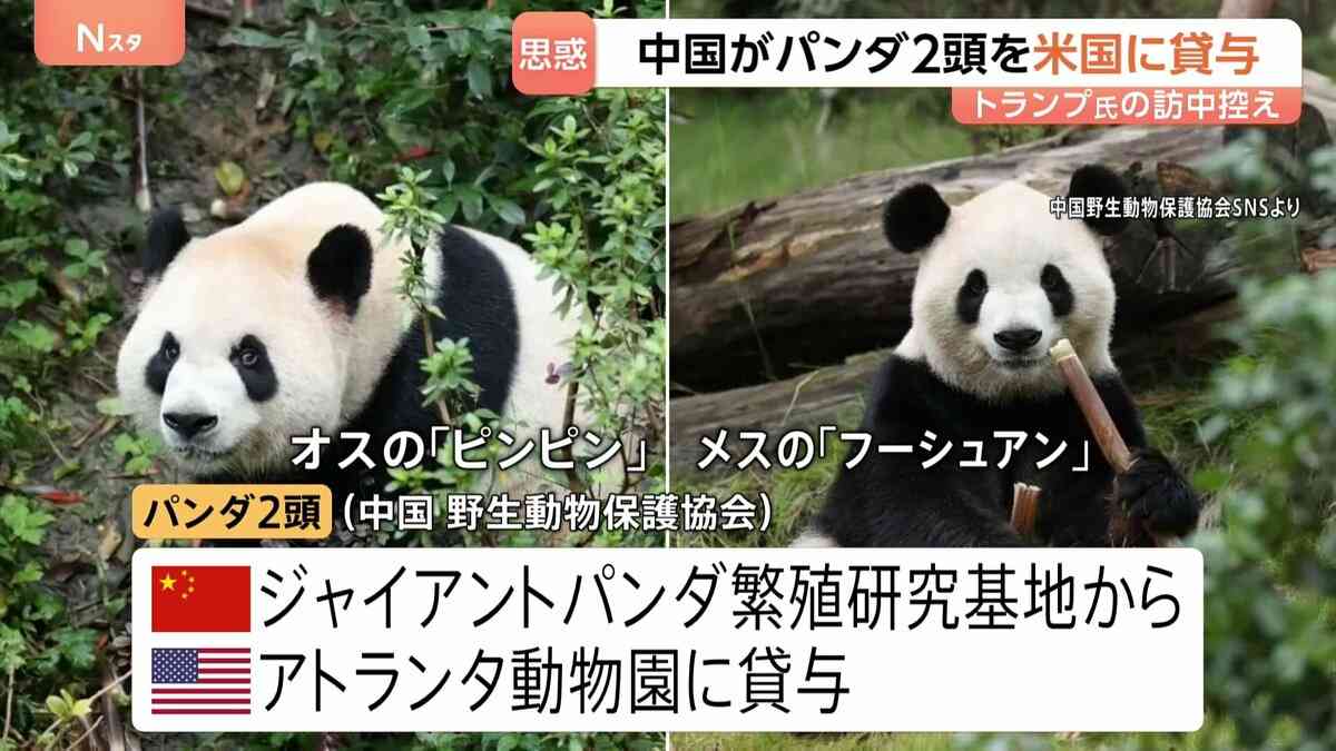 中国がパンダ2頭をアメリカに貸与　トランプ大統領の訪中前に発表　アトランタ動物園に オス「平平（ピンピン）」とメス「福双（フーシュアン）」の2頭 | TBS NEWS DIG