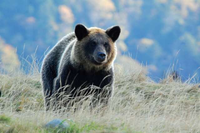 クマ出没を黒板ひっかく「イヤ～な音」で止められるか　日本各地で採用「熊ソニック」のメカニズムと可能性（AERA DIGITAL） - Yahoo!ニュース
