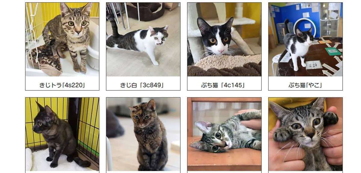 利用者審査なしに批判殺到で解散の「ねこホーダイ」発案者が本誌取材に「運営にはタッチしていない」 - ライブドアニュース