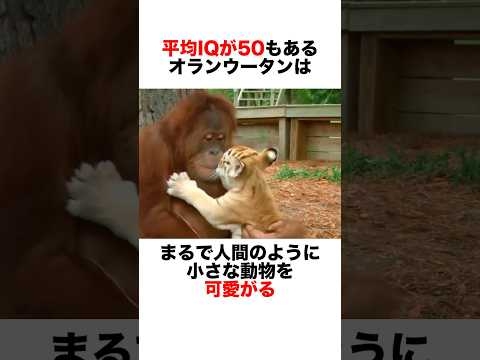 賢いオランウータンがトラの赤ちゃんをお世話する?　#動物 #自然 #animals #雑学