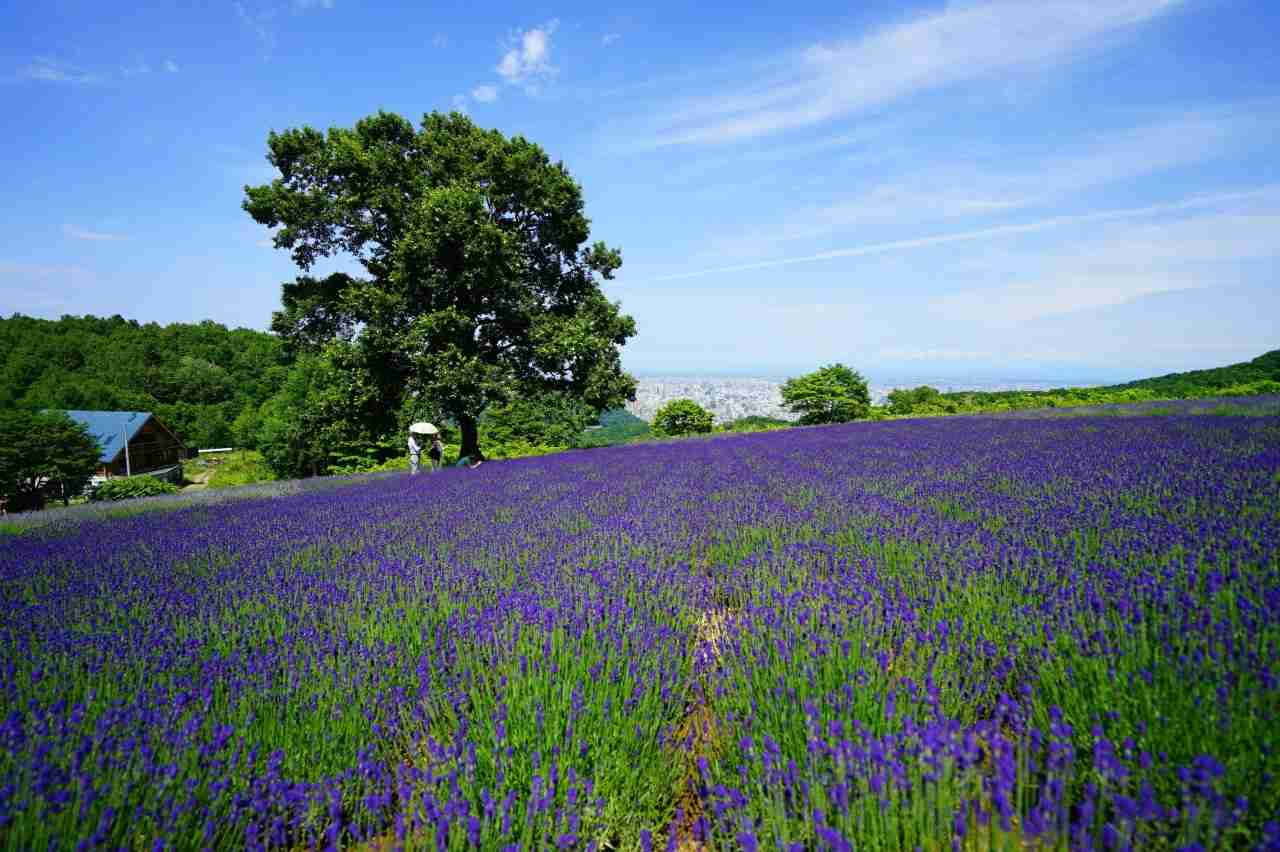幌見峠ラベンダー園｜観光スポット｜【公式】北海道の観光・旅行情報サイト HOKKAIDO LOVE!