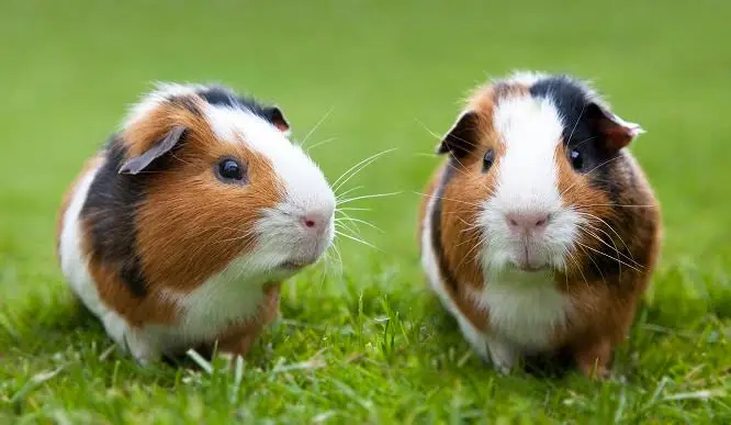 モルモットを飼ってみたい