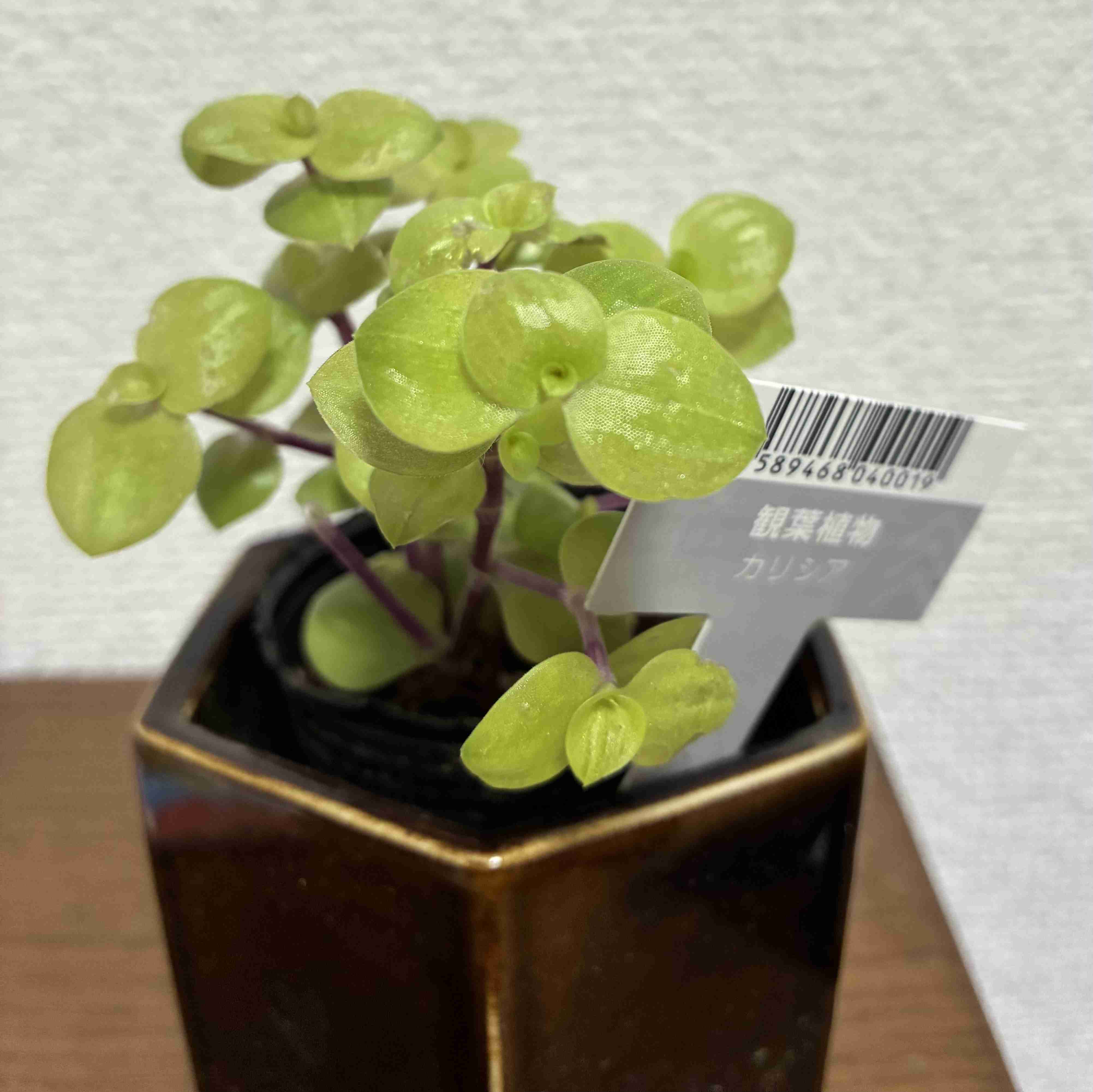 【100均】観葉植物【植え替え】