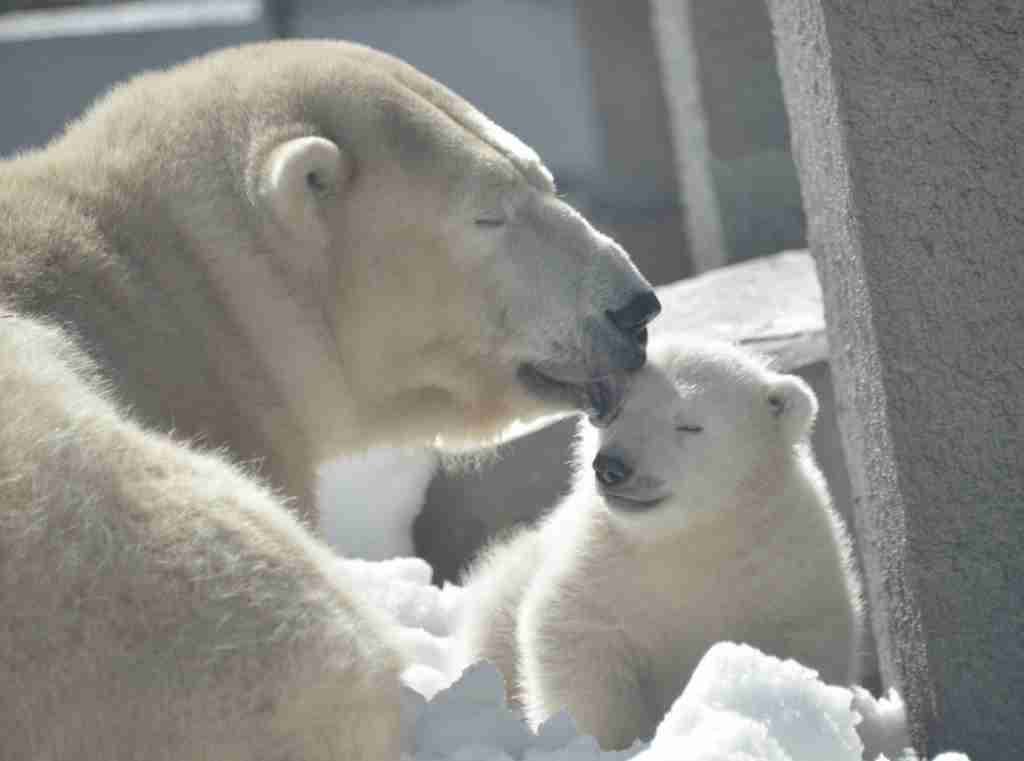 ホッキョクグマが好きな人集まれ🐻‍❄️