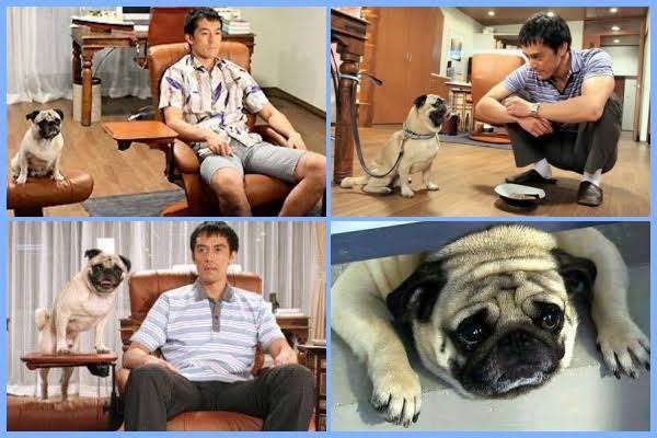 動物が出てくる映画やドラマで好きな作品 Part2