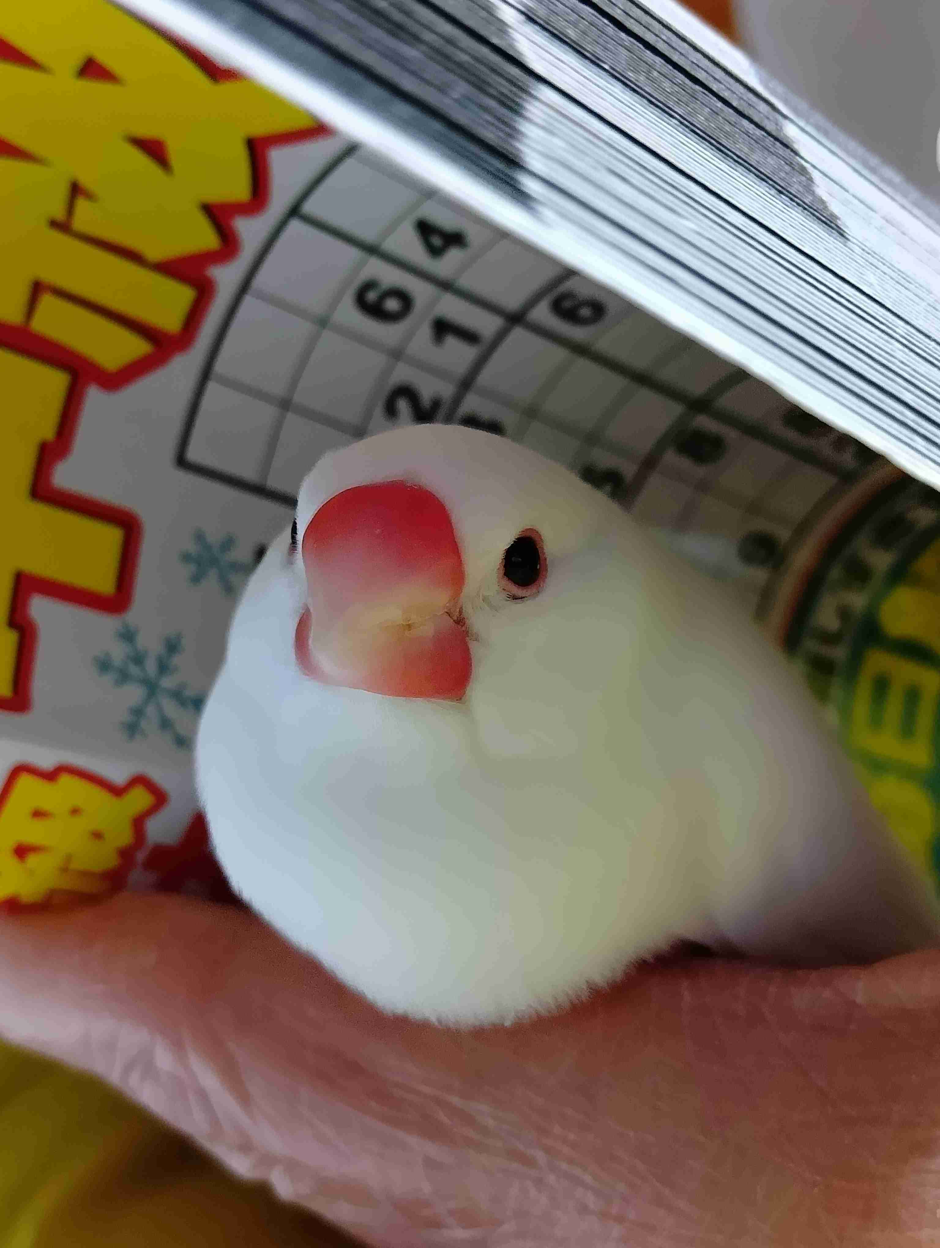 文鳥について語りたい