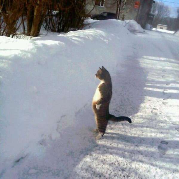 なんか人間ぽいなと思った動物たち