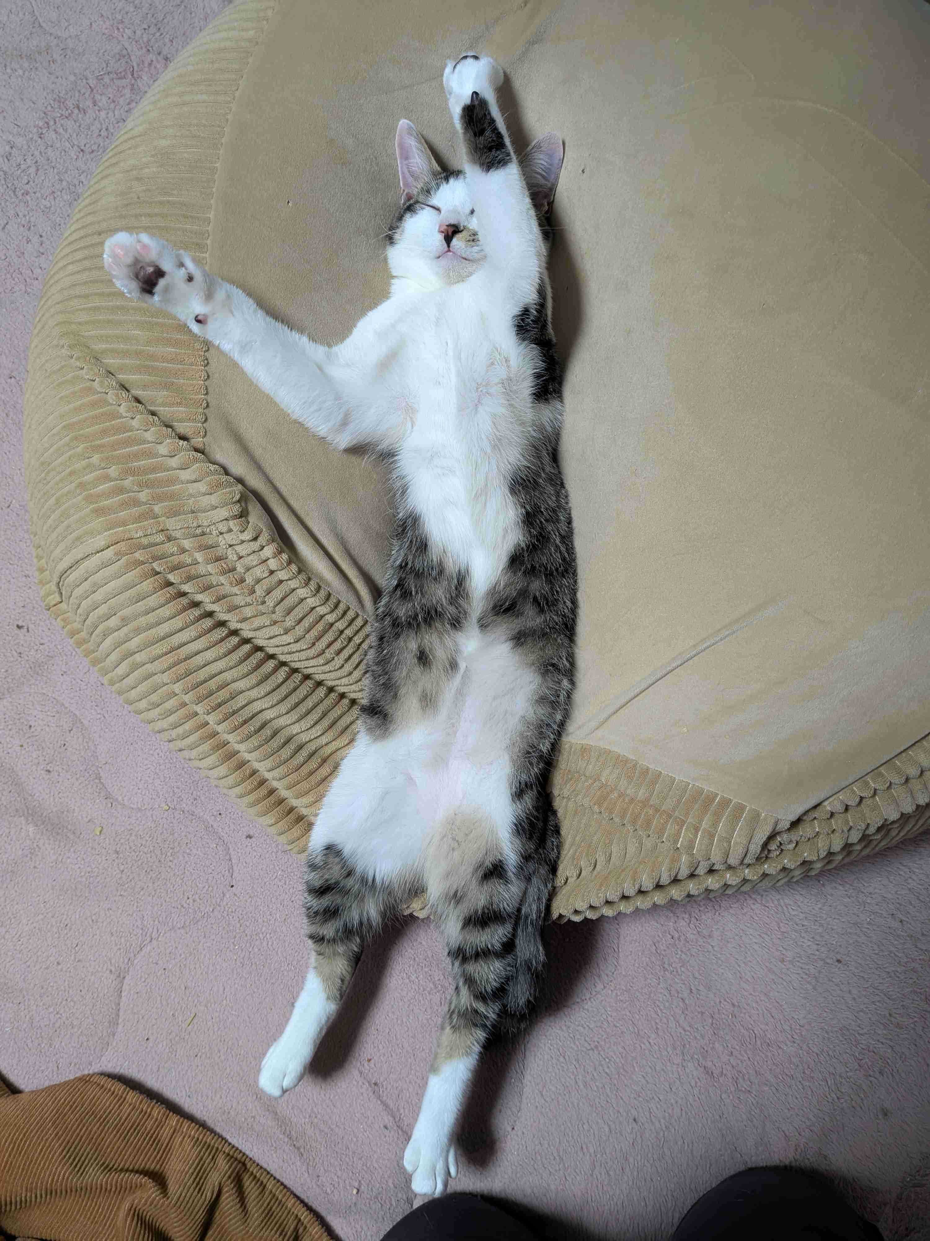 もう日曜の夜だしペットの変な寝相の写真でも見せ合って癒されない?