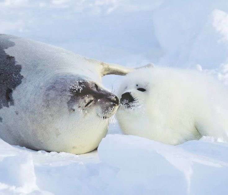 色んな動物の親子を見たい