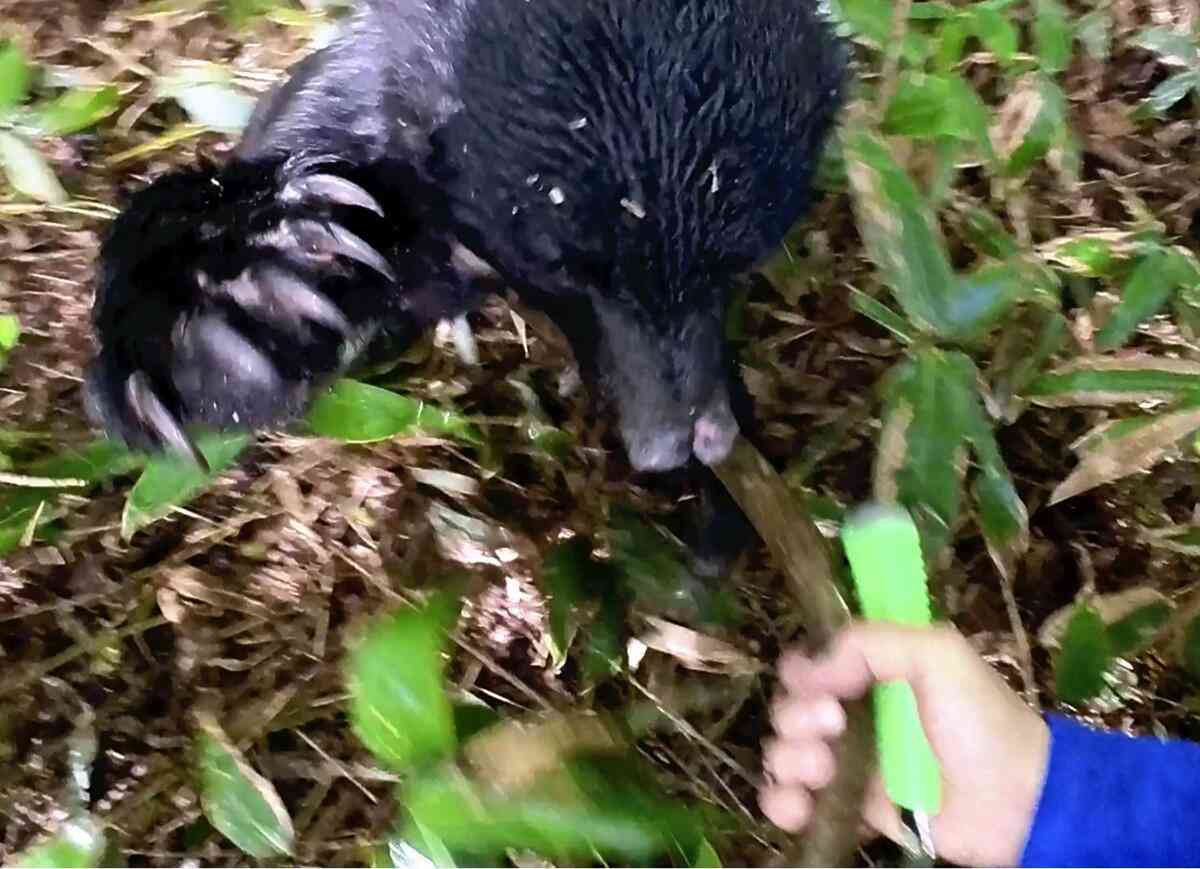 クマに襲われ木の棒で命拾いした男性、開発した「クマ撃退用ポール」に注文殺到…青森県警も導入