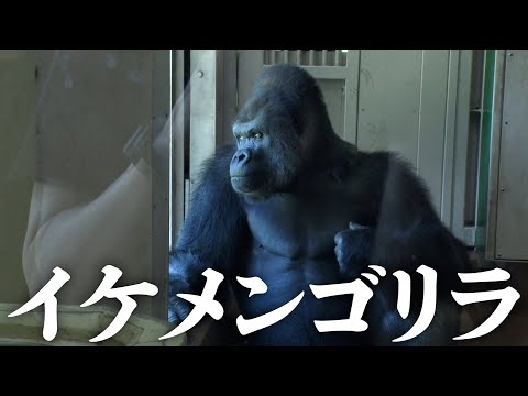 オーイシ加藤、イケメンすぎるゴリラに会いに行く