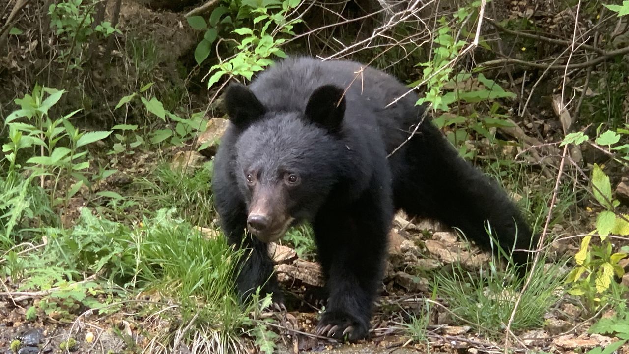 クマ出没件数、25年度は5万件突破―環境省集計 : 人身被害も過去最悪に  | nippon.com