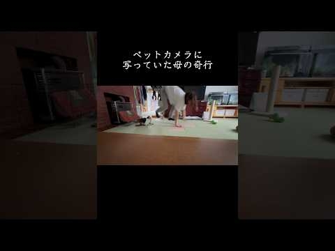【猫ドン引き】ペットカメラに写っていた母の奇行 / Mother