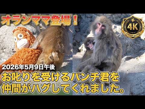 【オランママ登場！】お叱りを受けたパンチ君を仲間（もえ、もみあげちゃん）がハグしてくれました。2026年5月9日午後　市川市動植物園 Ichikawa Zoo Baby Monkey Punch