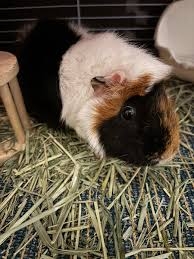 モルモットを飼ってみたい