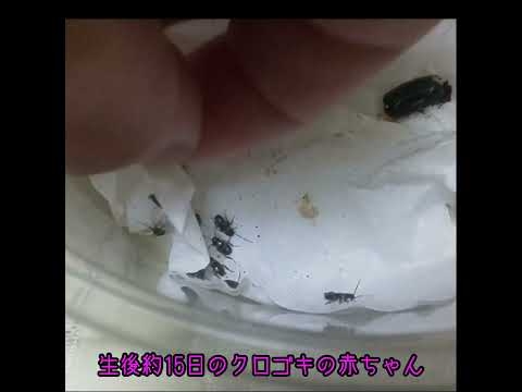 生後約15日のクロゴキブリ赤ちゃん