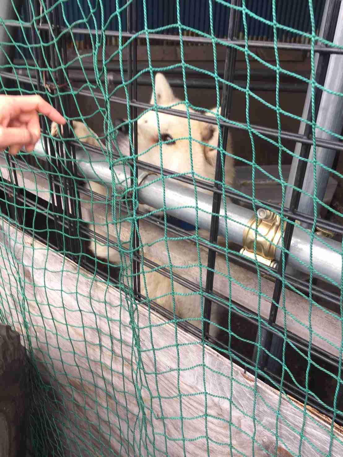 活動内容 | 保護犬猫の家　ななちゃんのおうち