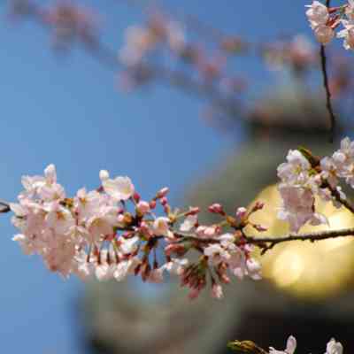 【属性の自動計算】相性の良いパワースポット診断 - 神社属性サーチ