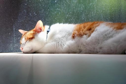 がるちゃん猫カフェ122号店開店しました♪(初めての方も大歓迎♪)