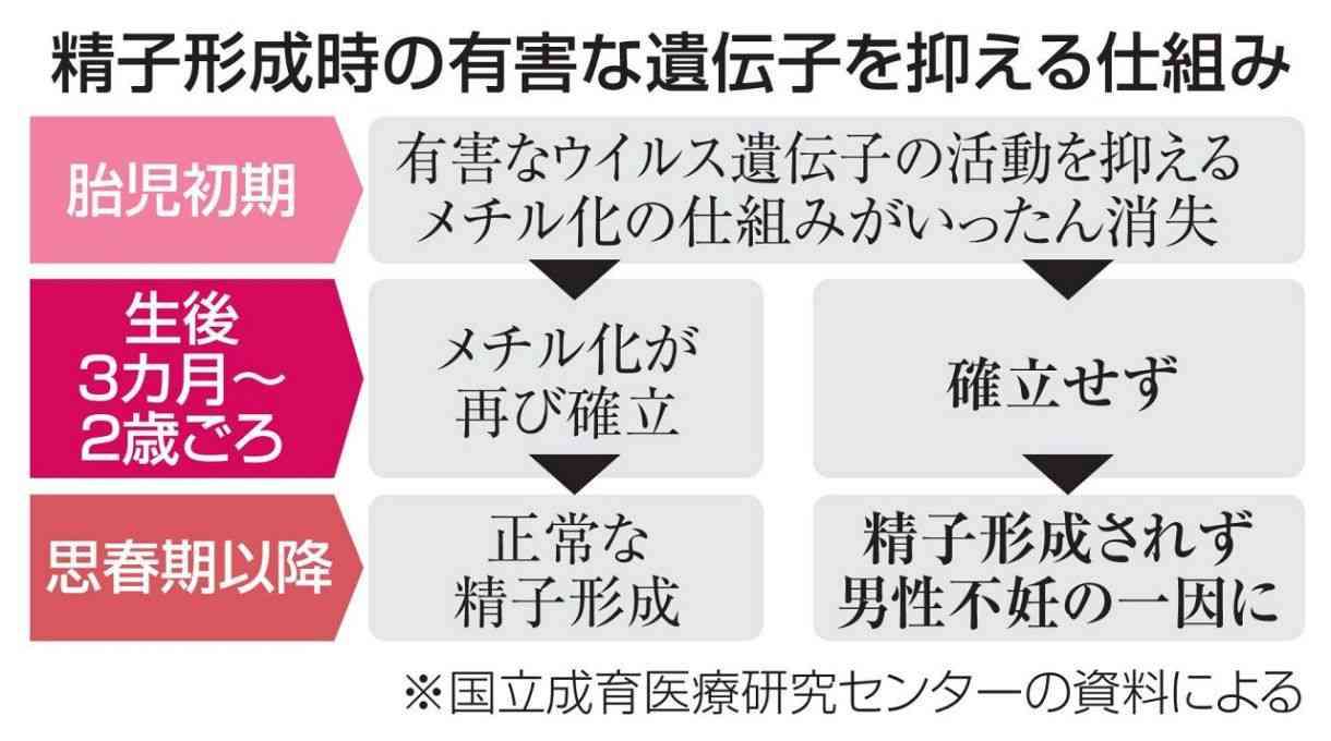 精子形成の鍵、不妊解明へ　乳幼児期に有害遺伝子抑制