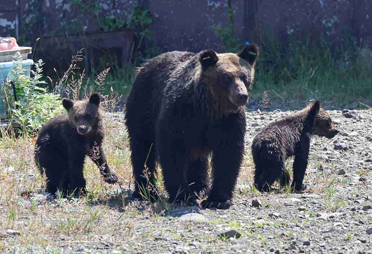 現役のマタギが実感するクマの変化「人間を獲物とみなすクマが増えている」　真っ先に狙われるのは“力の弱い高齢者や女性、子供”｜NEWSポストセブン