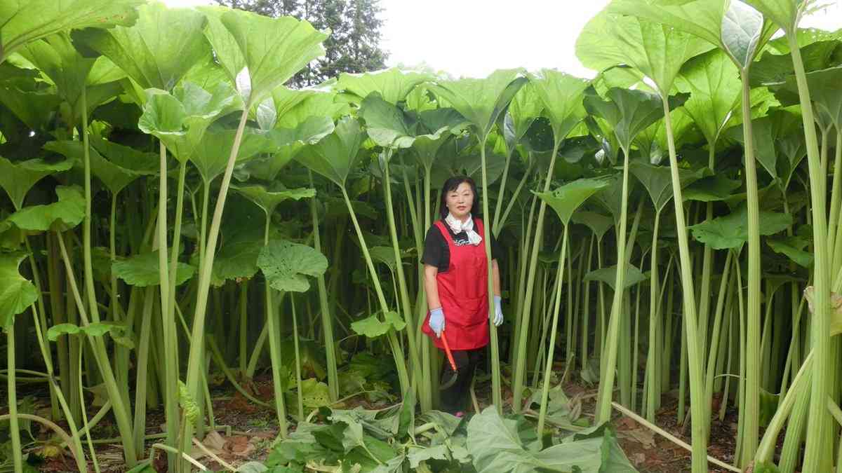 網走監獄で食べた監獄飯にあったバカでかいフキの含め煮が美味しすぎて忘れられない…というかこれは本当にフキだったんでしょうか？→道民「これデカいの？」
