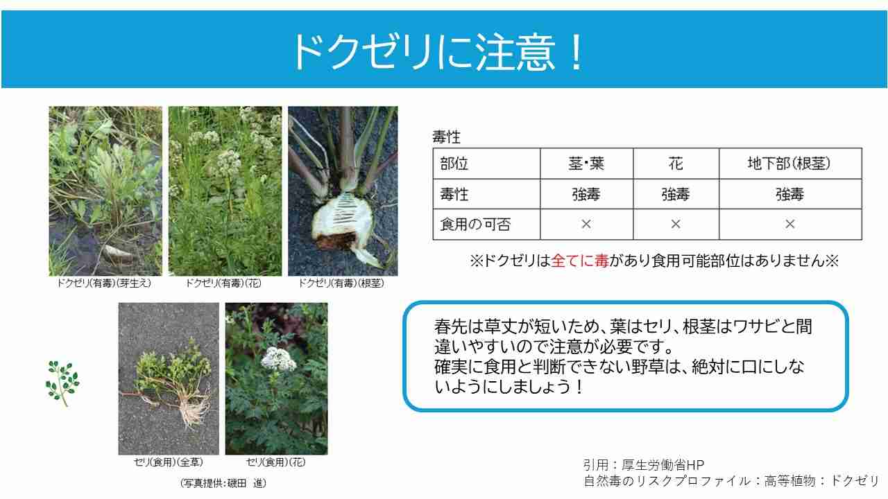 その白い花、絶対気をつけて。「庭で繁殖」「近所にたくさん」報告相次ぐ。36人が症状訴えた例も