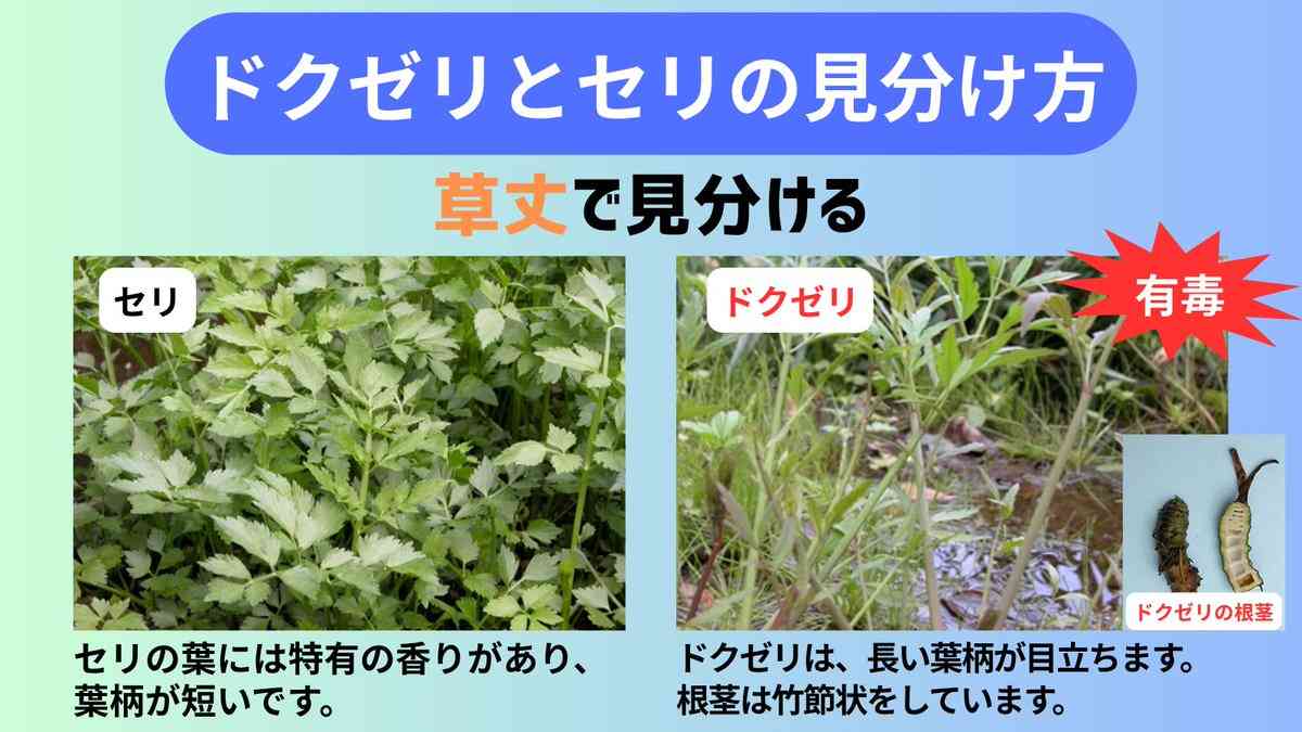 その白い花、絶対気をつけて。「庭で繁殖」「近所にたくさん」報告相次ぐ。36人が症状訴えた例も
