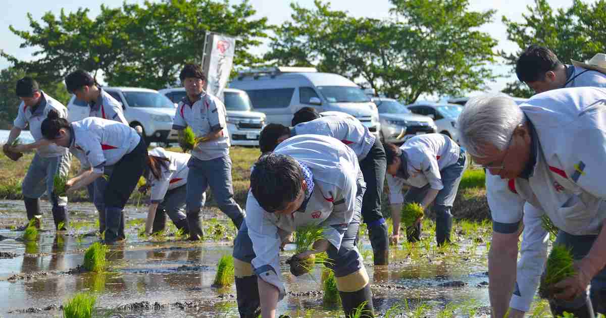アイリスオーヤマ、コメ生産に参入　パックご飯用、輸出も視野に | 毎日新聞