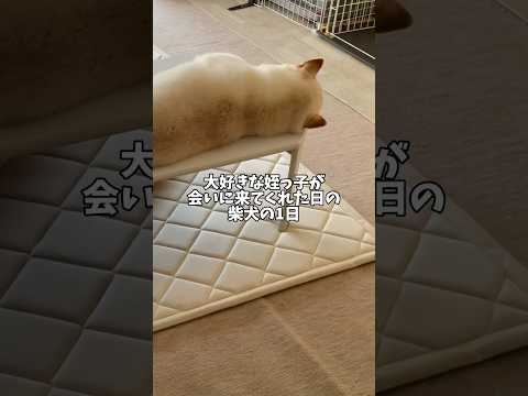 大好きな姪っ子が会いに来てくれた日の柴犬の幸せな1日?　#shorts #柴犬 #犬 #dog