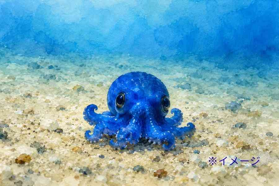 「小さな青いタコ」、ガラパゴス諸島の深海で発見される - ナゾロジー