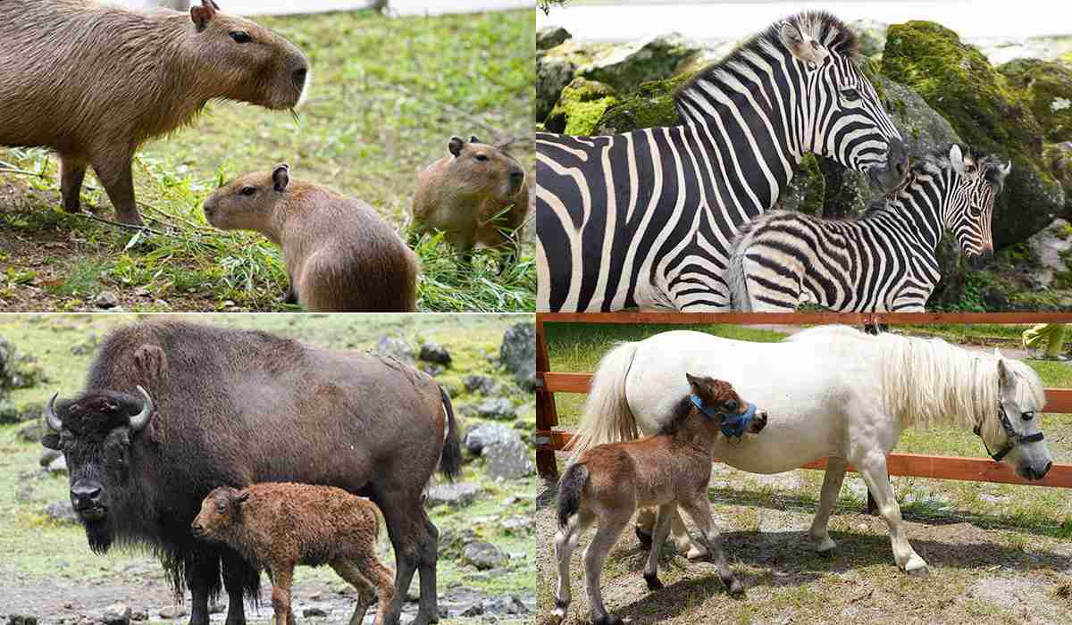 色んな動物の親子を見たい
