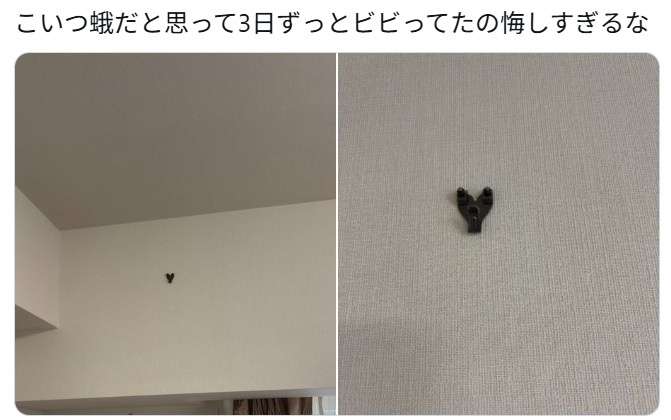 家に〝デカい蛾〟が居座り続けて3日間...ビビり続けた住人 判明した〝まさかの正体〟に14万人も困惑