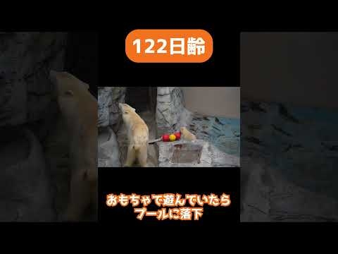 【122日目】ホッキョクグマ成長記録45　おもちゃで遊んでたらプールに落ちる子グマ　#shorts