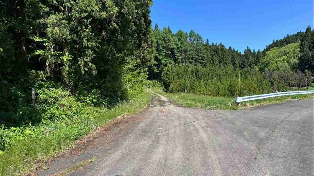 頭や腕に歯形や深い爪のあと...酒田市の男性遺体はクマによる傷が多数　生きた状態でクマに襲われたか（山形・酒田市） | 山形のニュース│TUYテレビユー山形 (1ページ)