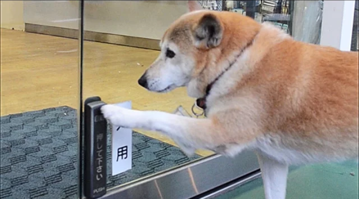 賢い動物の動画