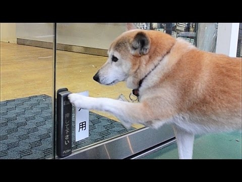 自力で自動ドア開ける被災犬　熊本で客を笑顔に