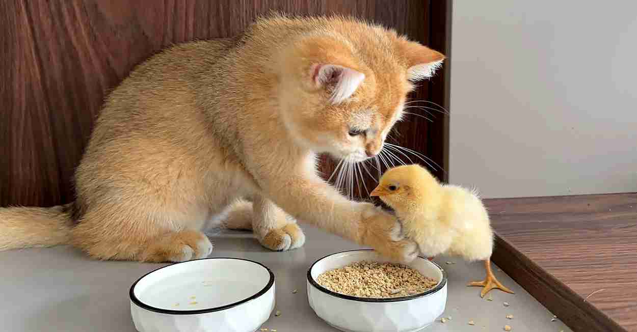 ヒヨコを自宅に連れて帰って育てる子猫。ヒヨコに食事のマナーを教える様子がとっても可愛い (*´ω｀*)♡ | エウレカ！