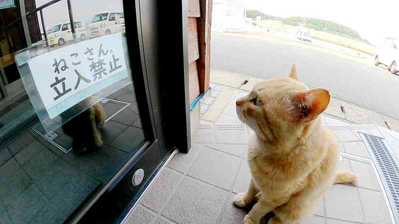 なんか人間ぽいなと思った動物たち