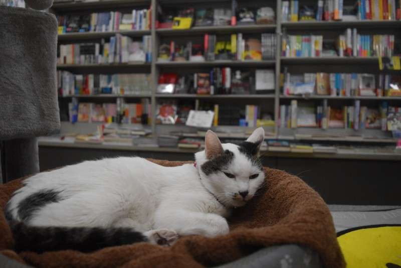 「用がなくてもつい…」保護猫3匹が店番の書店、客絶えず　大阪