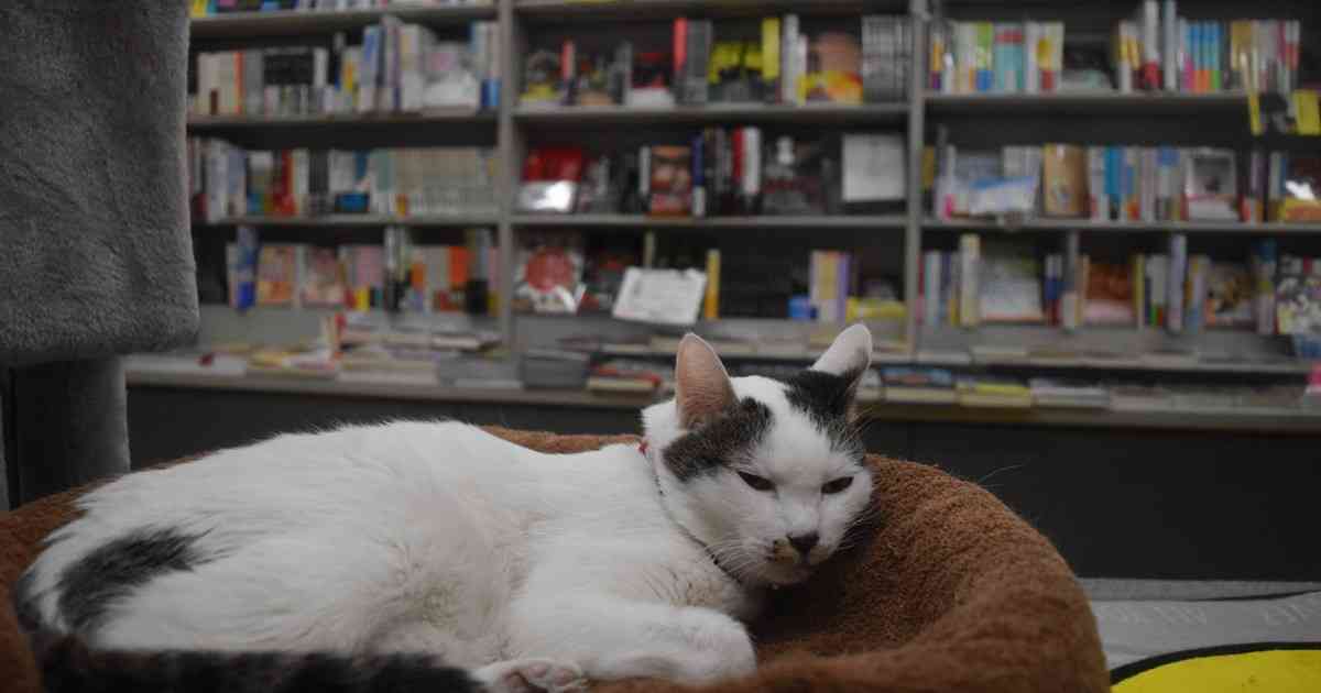 「用がなくてもつい…」保護猫3匹が店番の書店、客絶えず　大阪 | 毎日新聞