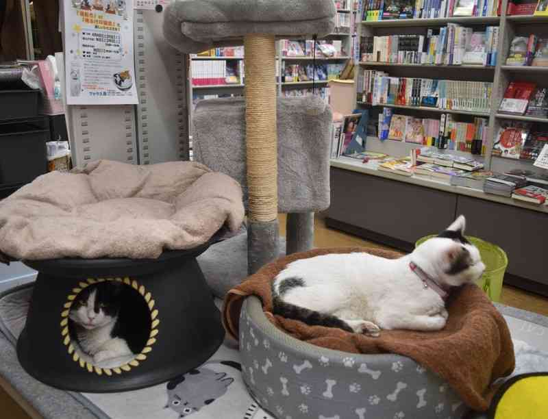 「用がなくてもつい…」保護猫3匹が店番の書店、客絶えず 大阪