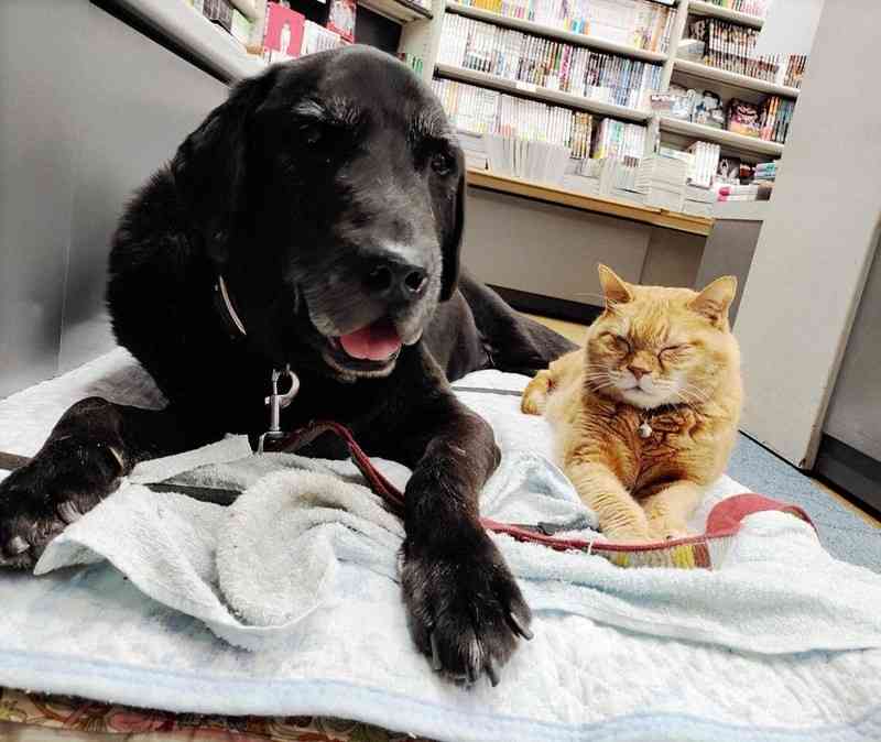 「用がなくてもつい…」保護猫3匹が店番の書店、客絶えず 大阪
