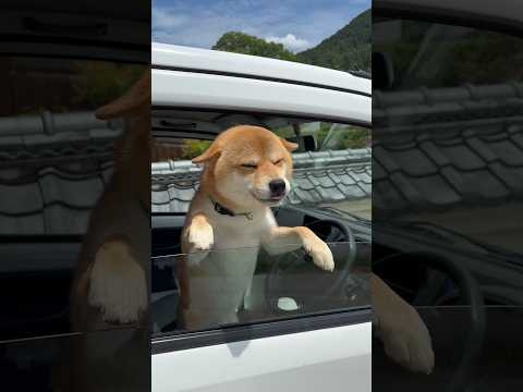 柴犬　ソラ友人を大歓迎