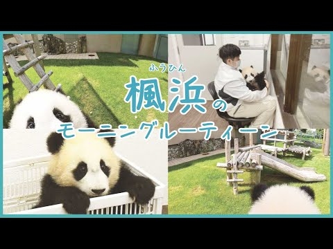パンダの赤ちゃん「楓浜」のモーニングルーティン