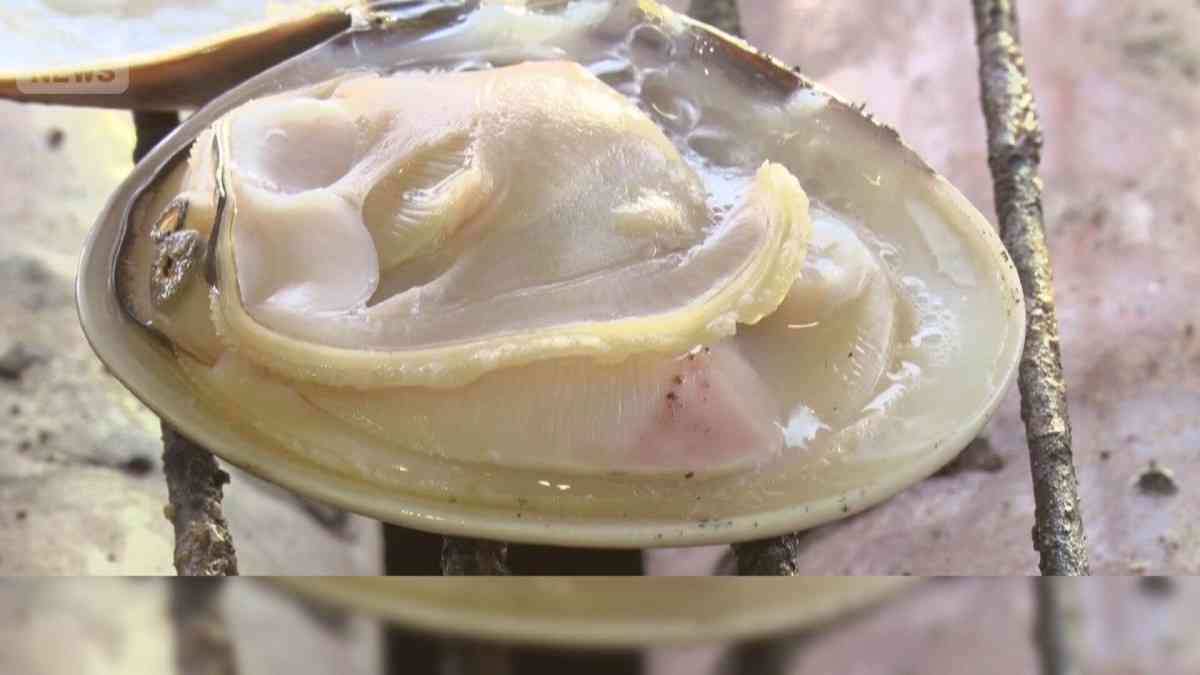 鹿島灘ハマグリ密漁　潮干狩りのルール違反多発で「無法地帯」に　海保がパトロール