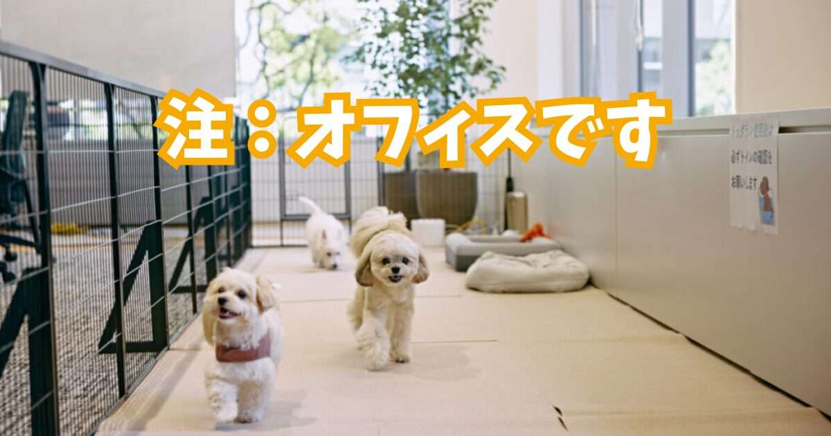 【取材】オフィスにドッグランも！ペット同伴ワークを実践するココグルメの新オフィスで感じた本気の共生社会へのチャレンジ - ライブドアニュース