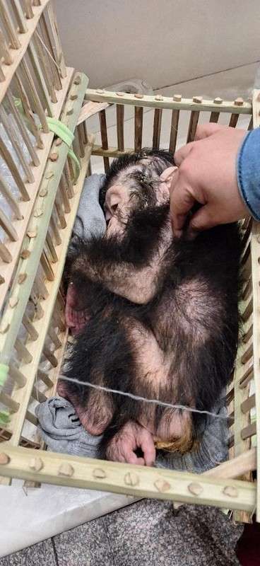 カイロ空港で荷物から赤ちゃんチンパンジー　密輸目的疑いで捜査
