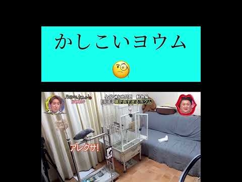 【頭が良すぎるヨウム】月曜から夜更かし　アレクサを操るヨウム