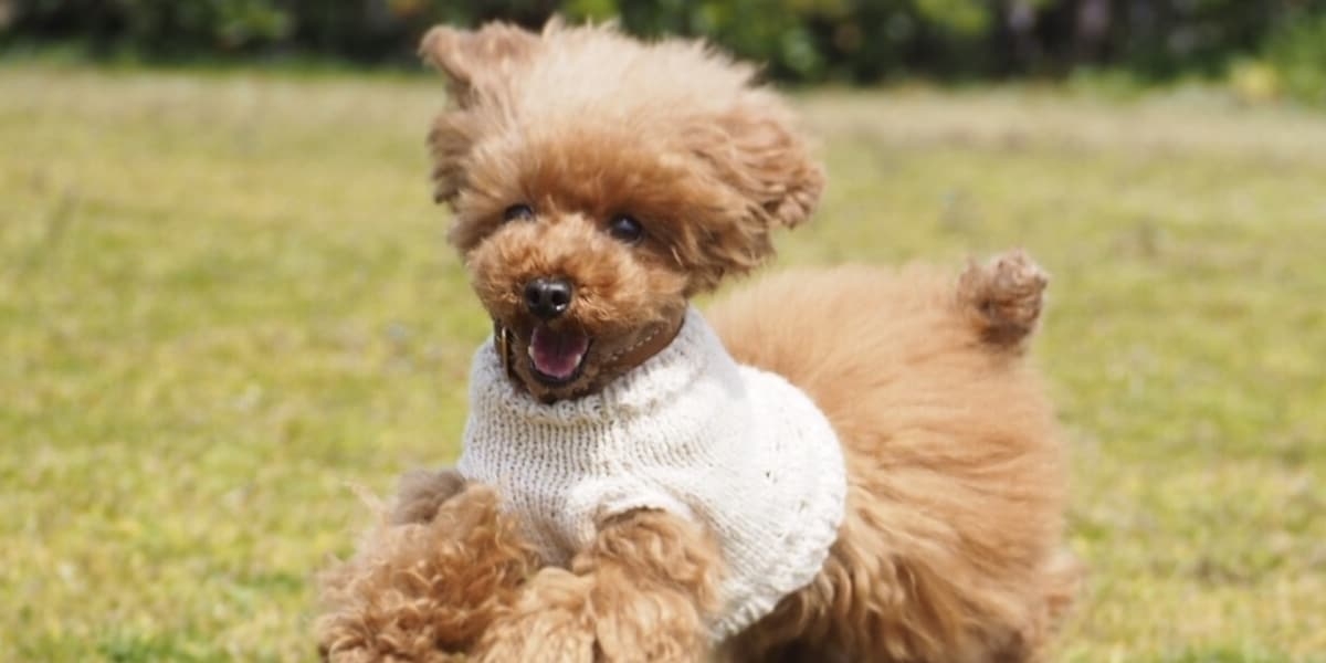 愛犬チロルはなぜ死んだのか　歯石除去中に急死、飼い主が本人訴訟で“カルテの矛盾”突き止め勝訴 - 弁護士ドットコム